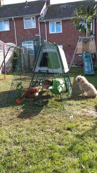 Penny the Border Terrier guarding her new chickens!