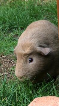 Barney McGrew doing his favourite thing- eating grass