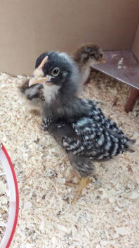 cuckoo chick