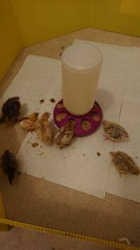 Quail chicks 