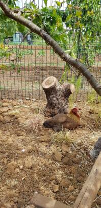 chickens