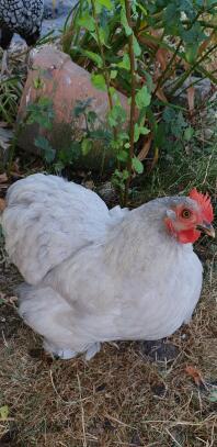 Chicken in garden