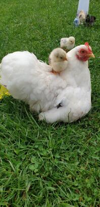 Chicken in garden