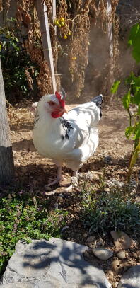 A white chicken on a garden