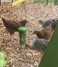 Chickens pecking lettuce from a treat holder