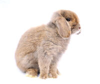 French Lop