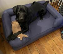 Chilling out with a cuddly friend on my new bed!