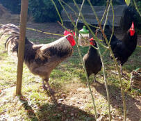 Roosters and chickens at the vending machine