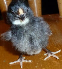 Blue rosecomb chick