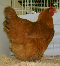 Lincolnshire buff chicken