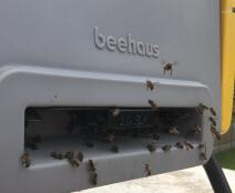 Wasp facing entrance adapter 