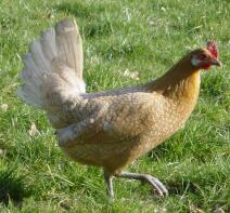 Freisian hen from Chartley Chucks