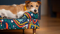 Small terrier on a bold print bolster bed