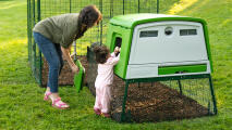 A mother with her daughter reaching into a modern coop to collect eggs