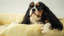 Close up of cavalier king charles spaniel on bolster dog bed in honeycomb pollen print.