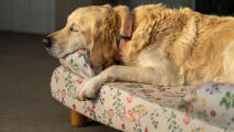 Golden retriever sleeping on floral bolster dog bed in morning meadow print.