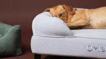 Close up of labrador sleeping on corduroy pebble bolster dog bed.