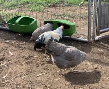 Chickens eating from a feeder attached to a wire mesh run