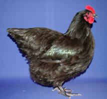 Australorp pullet