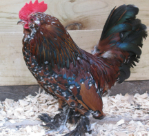 show winning booted bantam