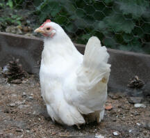 Japanese bantam chicken