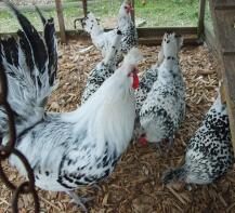 Chickens outside in run