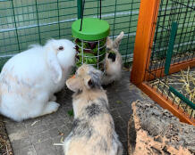 Rabbits eating from Omlet rabbit Caddi treat holder