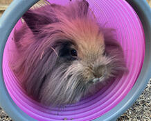 Crumble enjoying her play tunnel