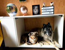 Two brown white and black dogs inside a white Fido Studio with a wardrobe attached