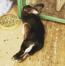 A rabbit relaxing outside.