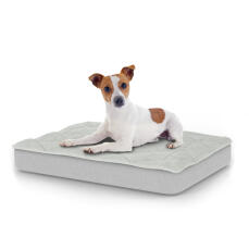 Dog sitting on small Topology dog bed with quilted topper