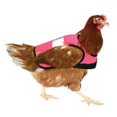 Chicken wearing a pink hi vis jacket