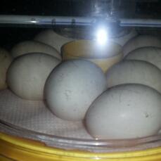 incubating precious silkie eggs