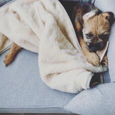 Walter loving his soft & cosy blanket