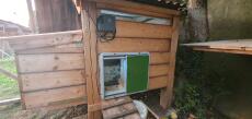 Omlet green automatic chicken coop door attached to wooden chicken coop