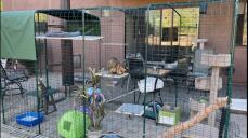 Two bengal cats in an outdoor cat walk-in run filled with toys and shelves