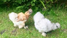Our first two Silkies ! Another on route on Friday ! We cant wait ! 