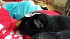 Zuko - a very sweet guinea pig that loves his cuddles