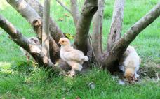 Chickens by tree