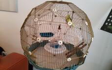 Two birds inside a cage in a room