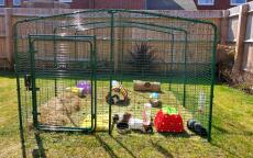 My four guinea girls absolute love their Omlet Eglu outdoor run. it is the perfect safe place for them to graze and play. i also love the fact that my daughter can sit inside and i can clean easily and access with ease. 