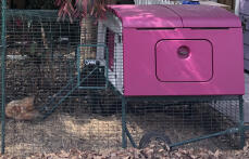 A large purple Cube chicken coop with a run attached
