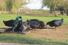 Cayuga Ducks @ Carlton Hall Farm, Bedfordshire