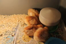 Our chicks pecking together