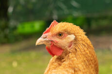 Close up of orpington chicken in garden
