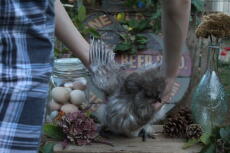 A silkie after her moult in autumn
