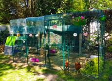 We are delighted with our 4 x 2 metre pen. our pullets have adopted it immediately. the space is perfect for 3 hens. we have received the net which we will be fitting shortly to allow them to run around on the grass. 