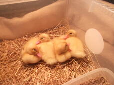 4 little ducklings all in a row!