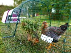 Chicken eating from a feeder in a run connected to a purple Go chicken coop