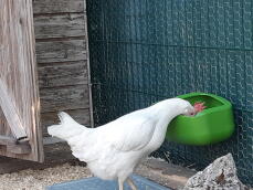 A chicken enjoying drinking from the chicken drinker.